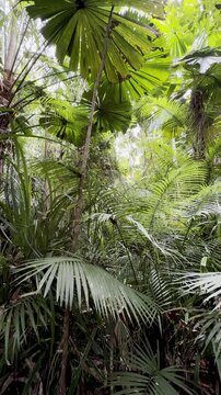 Peaceful walk in the oldest tropical rainforest - Daintree, lush vegetation, fan palms (Licuala ramsayi), Licuala Rainforest trail, Djiru National Park, Tropical North Queensland, Cairns, Australia