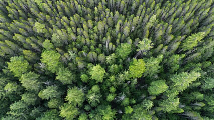 View from above of the green forest.