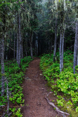 Fototapeta premium path in the woods