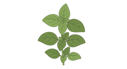 Green fresh oregano herb leaves on a white background isolated