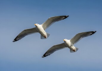 Obraz premium Two seagulls soaring gracefully through a clear blue sky on a bright day