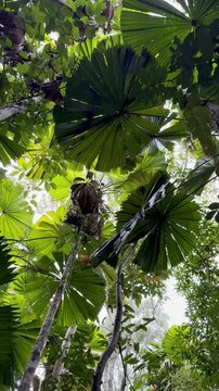 Looking up into the lush canopy of fan palms (Licuala ramsayi) in the ancient tropical rainforest, Licuala Rainforest Circuit, Djiru National Park, Tropical North Queensland, Cairns, Australia