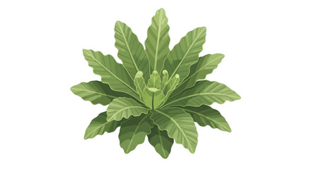 Detailed botanical illustration of a lush green houseplant with wavy, ruffled leaves, viewed from above and isolated on a white background