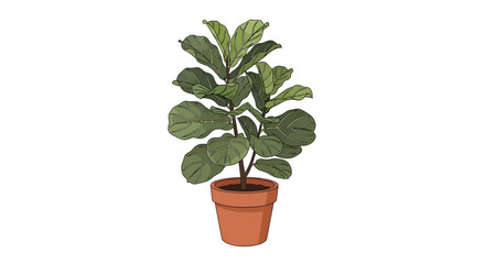 Obraz premium Decorative Fiddle Leaf Fig tree in a pot, a botanical vector illustration of the popular Ficus lyrata houseplant isolated on a white background