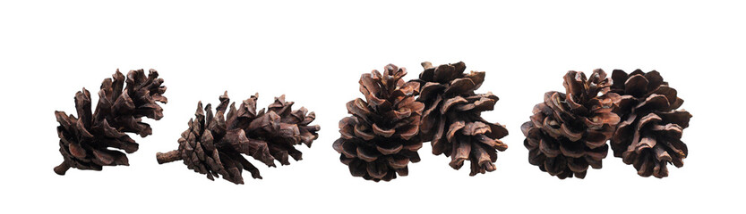 pine cones isolated on a white background