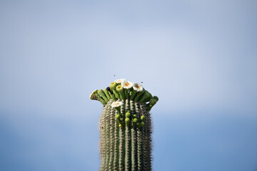 Cactus Flowers
