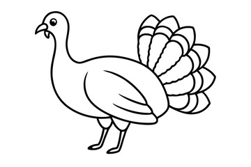 line art Turkey bird illustration, detailed feathers, isolated vector on white background