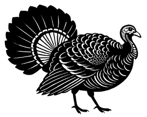 Turkey bird illustration, detailed feathers, vector design