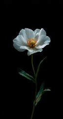 Obraz premium Elegant white flower with yellow center on a dark background vector design