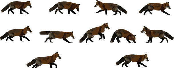 Wild red fox walking and hunting in various poses, realistic animal movement illustration, nature wildlife concept on white background