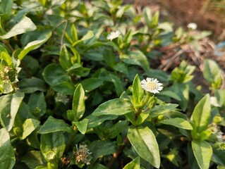 Obraz premium False daisy flowers (Eclipta alba) in outdoor garden, Close up view 