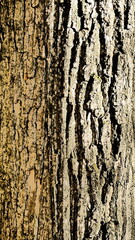 Tree trunk in the forest on a summer day.