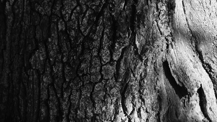 Tree trunk in the forest on a summer day. © panserg