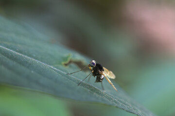 Tiny black fly insect resting on vibrant green leaf in nature. This peaceful macro wildlife photography shows intricate detail of small creature in its natural habitat
