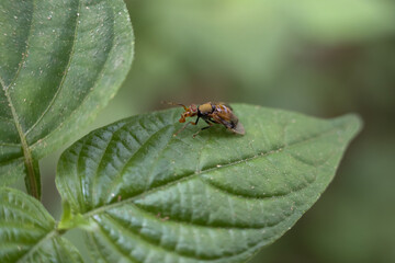Tiny brown ant, small insect in nature, explores vibrant green leaf in forest. Macro wildlife photography captures calm moment in lush garden ecosystem