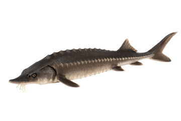 fish isolated on white