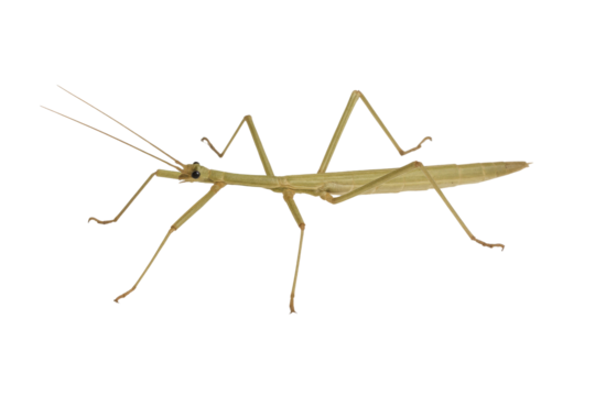 praying mantis isolated on white