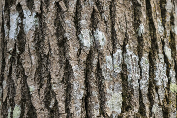 Rough natural tree bark texture background with brown wood surface. closeup reveals an intricate pattern and rugged detail of an ancient, weathered exterior