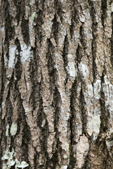 Natural closeup detail of rugged tree bark texture. This abstract brown background shows an organic wood pattern from an old forest, conveying feeling of calm nature