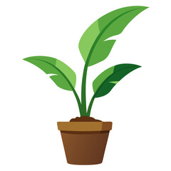 Banana plant with large green leaves in a simple brown terracotta pot vector on white background.