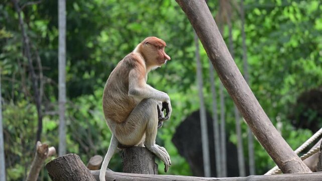 an adult proboscis monkey