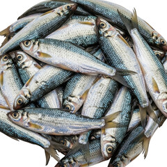 Obraz premium Freshly caught small fish pile close up high detail studio food photography isolated on transparent background