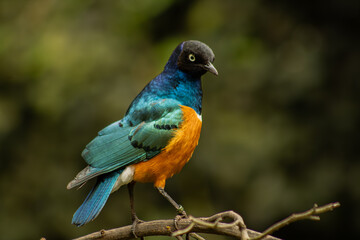 Naturaleza