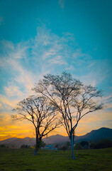 lonely tree on sunset