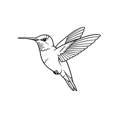 Obraz premium Elegant Line Art Hummingbird in Flight, Detailed Wings and Beak