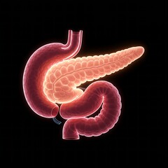  pancreas, featuring a soft, ethereal glow. The image emphasizes the organ's intricate structure, with different light intensities highlighting its various parts. 