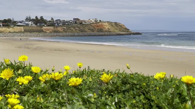 Sunny spring walk in South Australia, beautiful yellow blooming wild flowers against orange cliffs, Christies Beach near Port Noarlunga, St Vincent Gulf, Fleurieu Peninsula, Adelaide