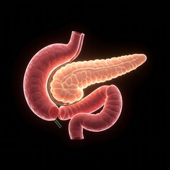  pancreas, featuring a soft, ethereal glow. The image emphasizes the organ's intricate structure, with different light intensities highlighting its various parts. 