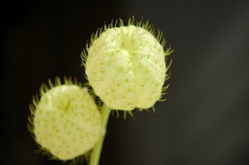 チクチクのトゲが毛みたいなフウセントウワタ