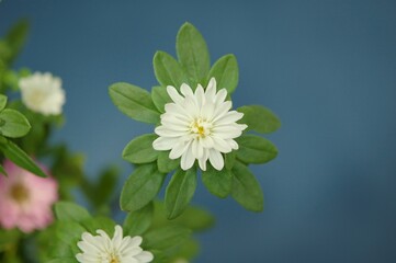 真上から見た白のアスターの花