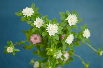 生けられた真上から見た白やピンクのアスターの花