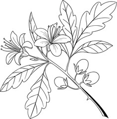 Line Art of Seedling with Leaves