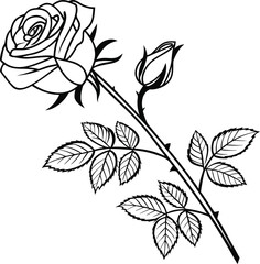 Minimal Rose Line Art Illustration