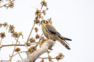 peregrine falcon