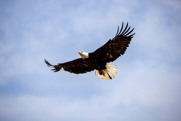 Bald Eagles