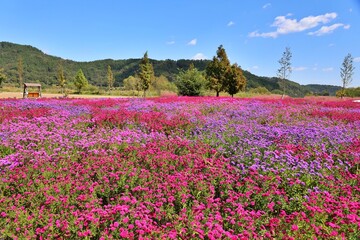 꽃이 만개한 야외공원 풍경