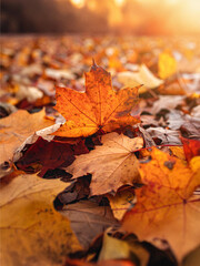 Whispers of Autumn: A Tapestry of Brown and Orange Maple Leaves Gently Embracing the Earth