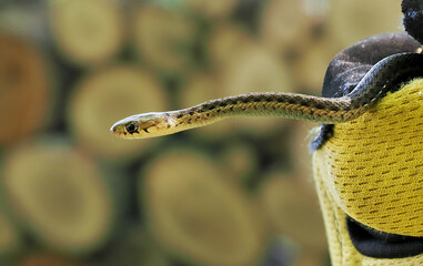 Fototapeta premium Baby garter snake (thamnophis) in close up, extending from gloved hand. Blurred woodpile in background. Selective focus.The harmless common garter snake is native to North and Central America.