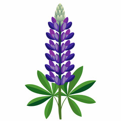 lupinus albus  on white background