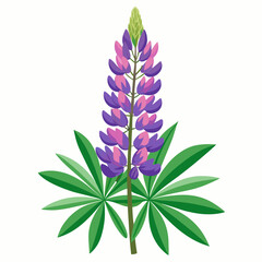 lupinus albus flower on white background