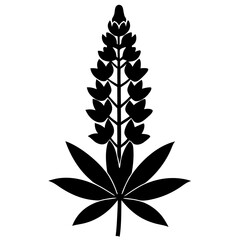 lupinus albus flower silhouette vector on white