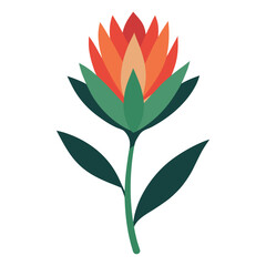 leucadendron salignum on white