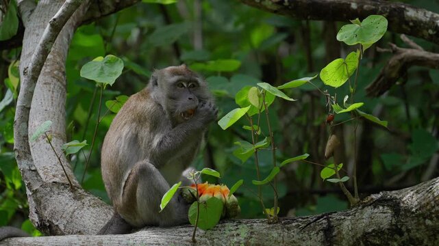 Long-tailed macaque eating a pandanus fruit