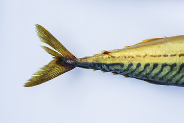 mackerel tail showcases vibrant colors and unique patterns on plain background, highlighting fishs natural beauty. this close-up emphasizes its sleek design.
