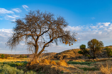 Obraz premium Nids suspendus à un arbre au lever du jour en Namibie