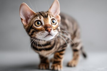 An alert young Bengal kitten with large ears and expressive eyes gazes upwards against a grey studio background